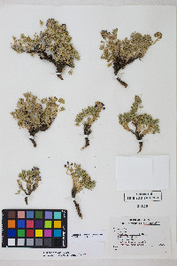 Lupinus breweri image