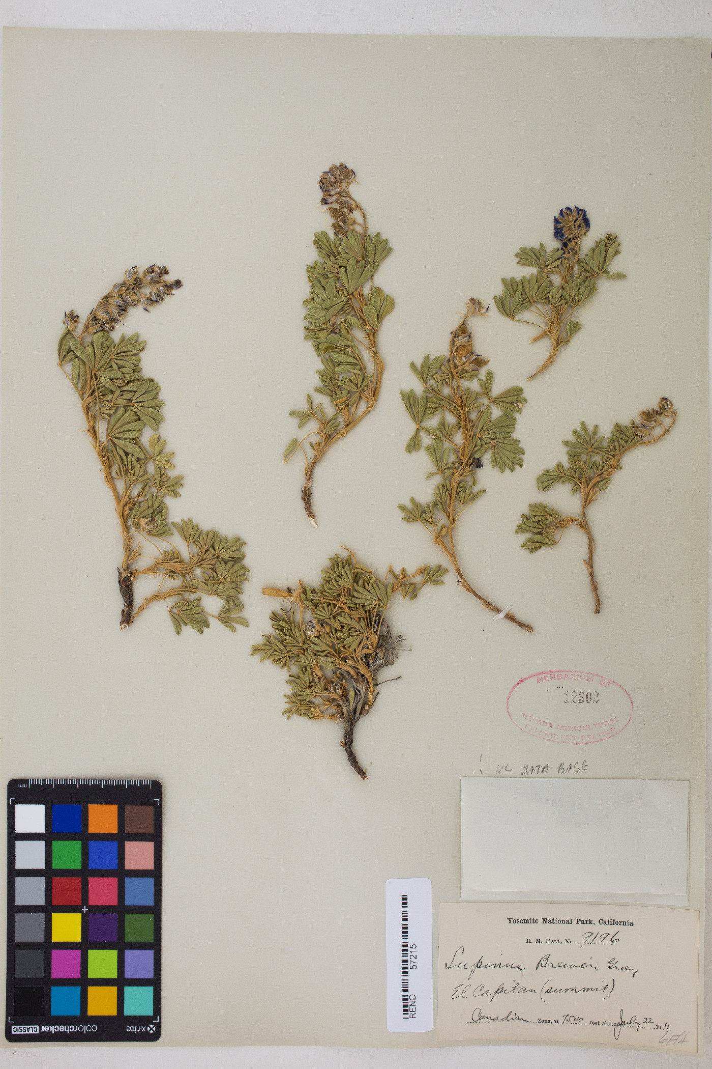 Lupinus breweri var. breweri image
