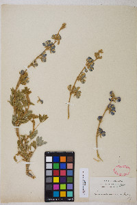 Lupinus chamissonis image