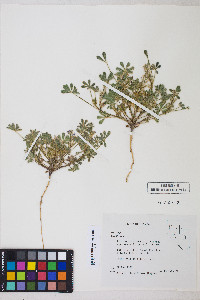 Lupinus concinnus subsp. orcuttii image