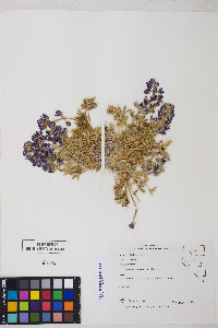 Lupinus duranii image