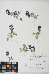 Lupinus flavoculatus image