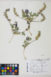 Lupinus flavoculatus image