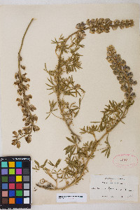 Lupinus formosus image