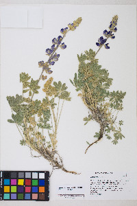 Lupinus grayi image