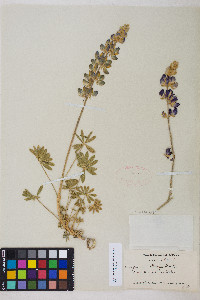 Lupinus grayi image