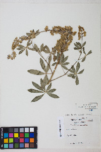 Lupinus latifolius image