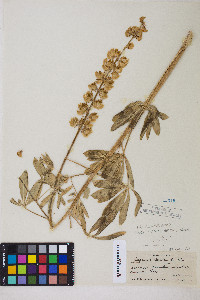 Lupinus latifolius image