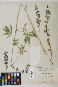 Lupinus latifolius image