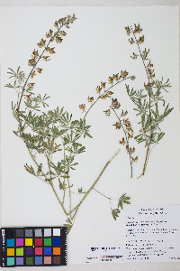 Lupinus latifolius var. viridifolius image