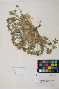 Lupinus aridus subsp. aridus image