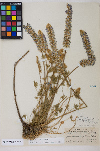 Lupinus lepidus image