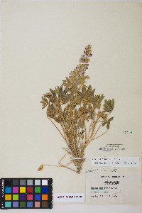 Lupinus lepidus var. confertus image