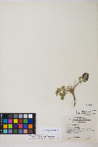 Lupinus lepidus image