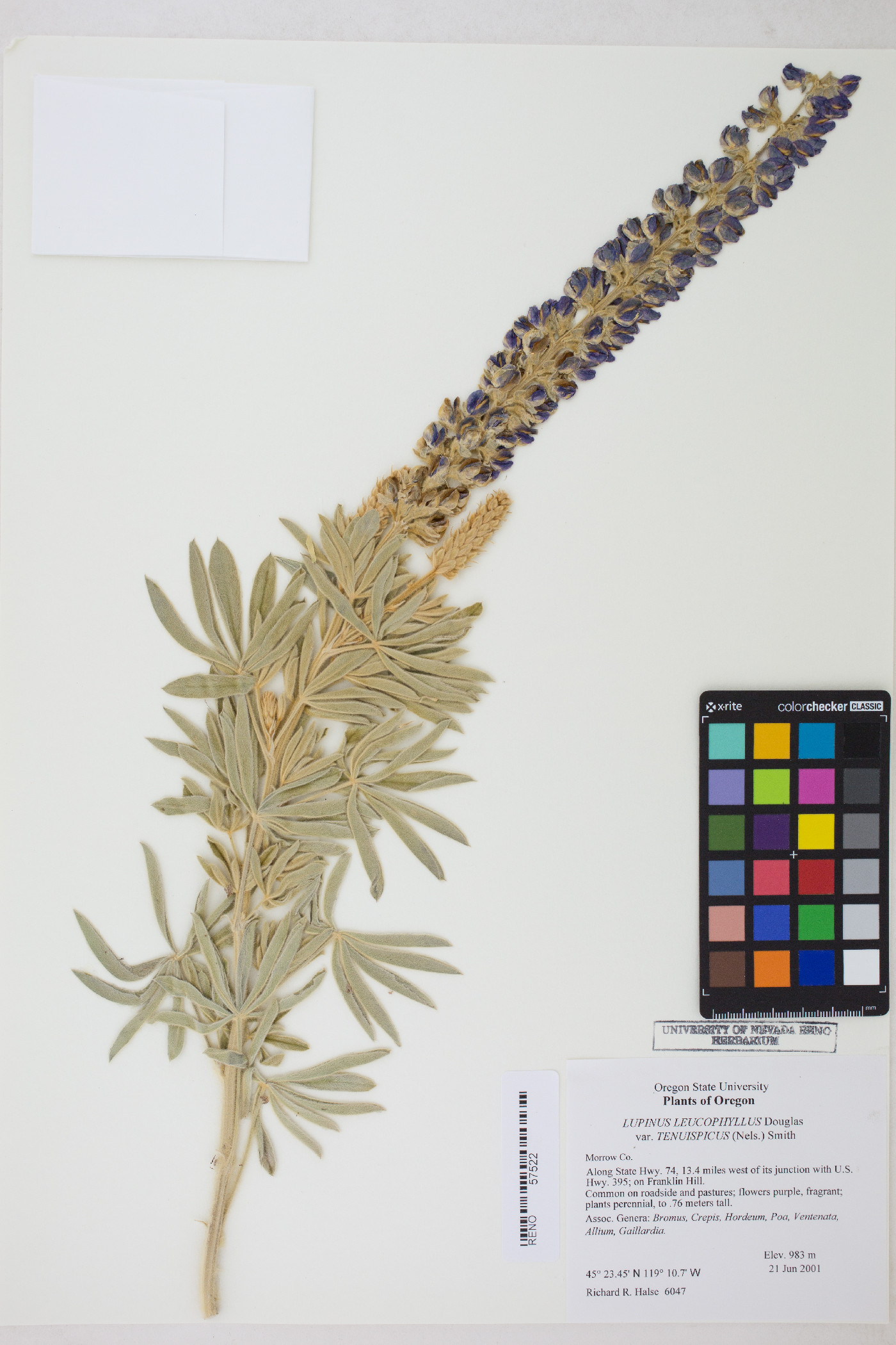 Lupinus leucophyllus var. tenuispicus image