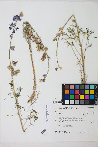 Lupinus nanus image