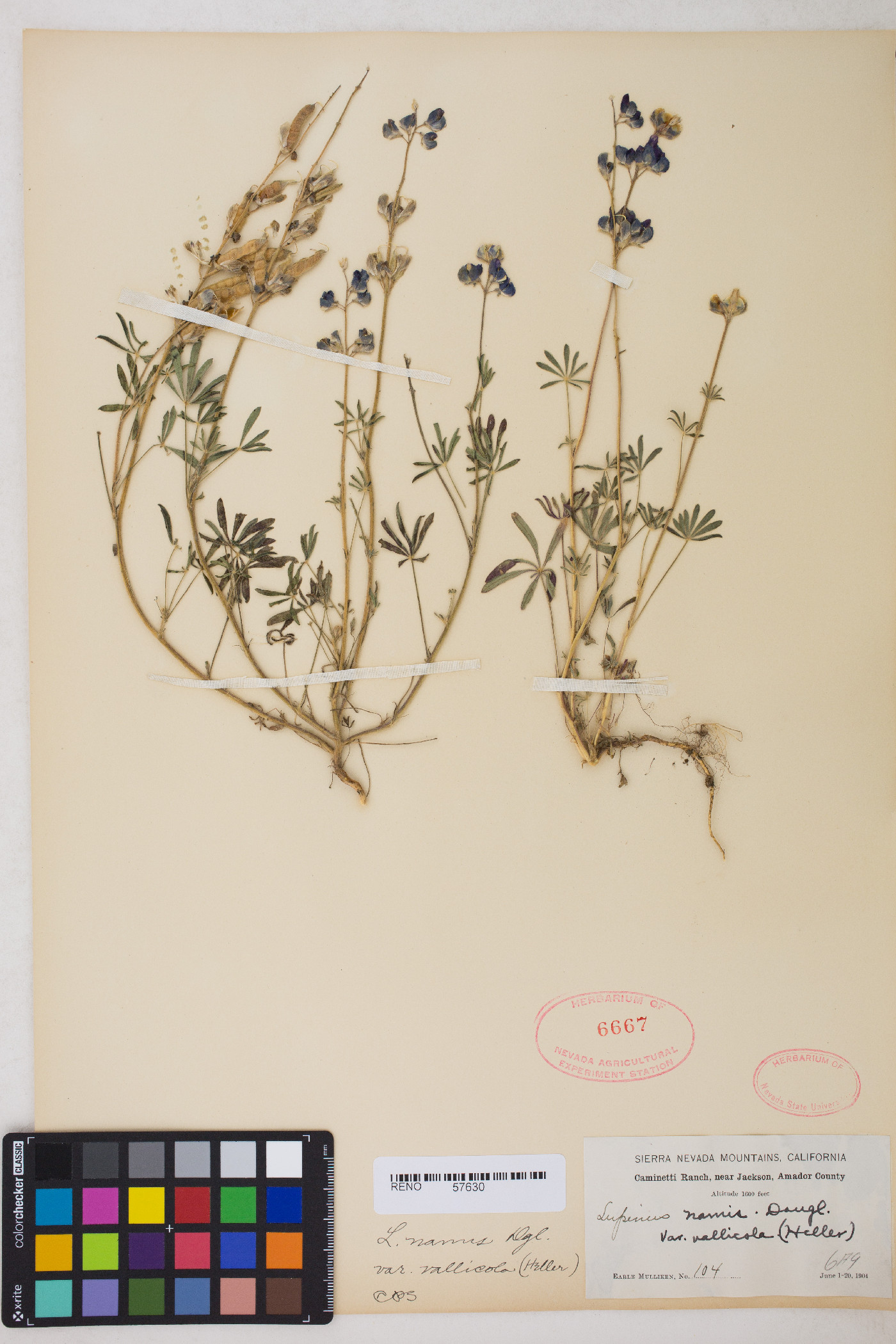 Lupinus nanus image