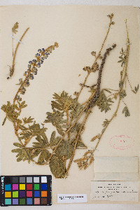 Lupinus neomexicanus image