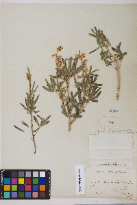 Lupinus argenteus var. argenteus image