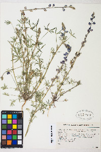 Lupinus sparsiflorus image