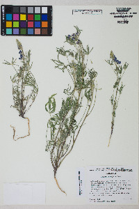 Lupinus sparsiflorus image