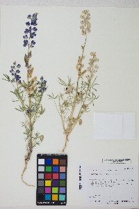 Lupinus sparsiflorus image