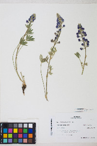 Lupinus nevadensis image