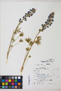 Lupinus nevadensis image