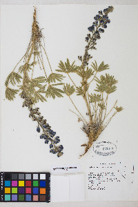 Lupinus nevadensis image