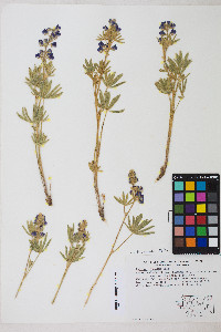 Lupinus nevadensis image