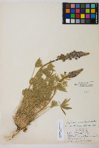 Lupinus nevadensis image