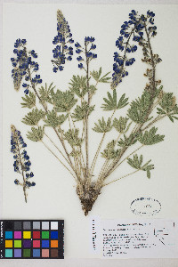 Lupinus nevadensis image