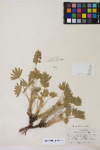 Lupinus nevadensis image