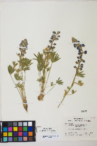 Lupinus nevadensis image