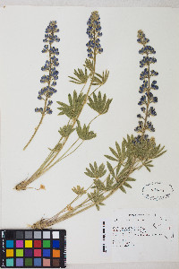 Lupinus nevadensis image