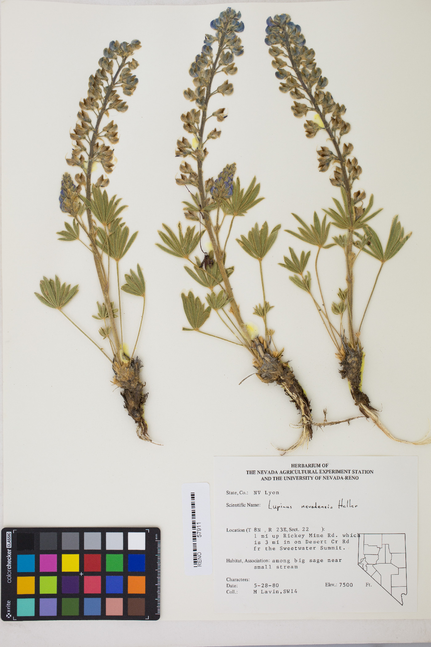 Lupinus nevadensis image