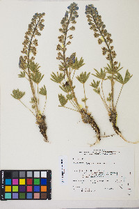 Lupinus nevadensis image