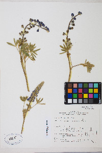 Lupinus nevadensis image