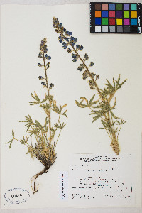 Lupinus nevadensis image