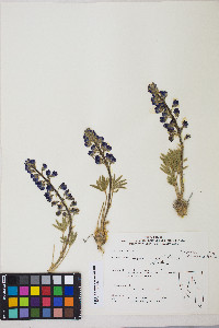 Lupinus nevadensis image