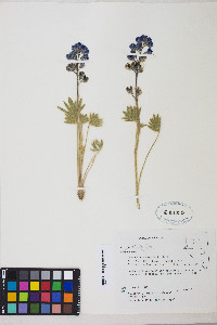 Lupinus nevadensis image