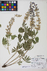 Lupinus polyphyllus image