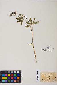 Lupinus polyphyllus image