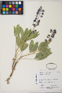 Lupinus polyphyllus image