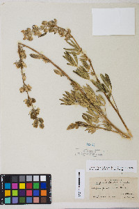 Lupinus polyphyllus image