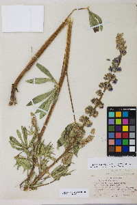 Lupinus polyphyllus image