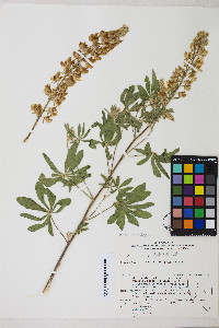 Lupinus polyphyllus image