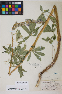 Lupinus polyphyllus image