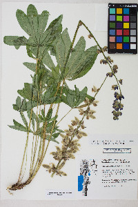 Lupinus polyphyllus image