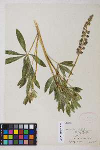 Lupinus polyphyllus image